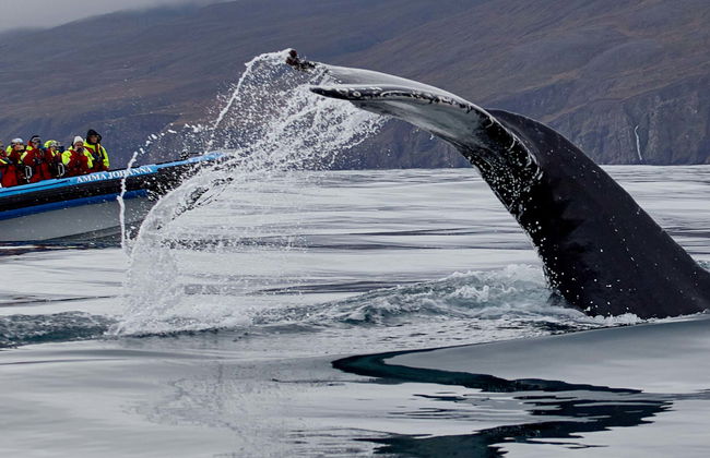 Whale Watching by Speedboat - Photo 1