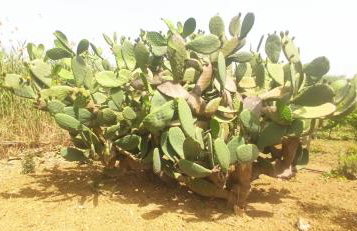 Villa Agave - Foto 33