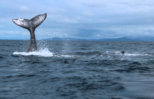 Morning Glory - Foto 80