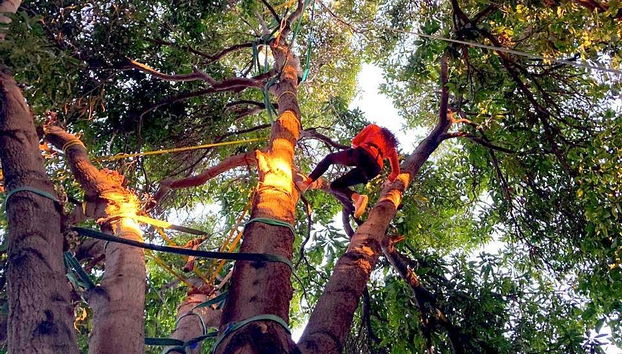 Arrampicando sugli alberi a Pica