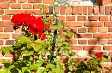 Thatched Home With Large Garden Near North Sea - Foto 20
