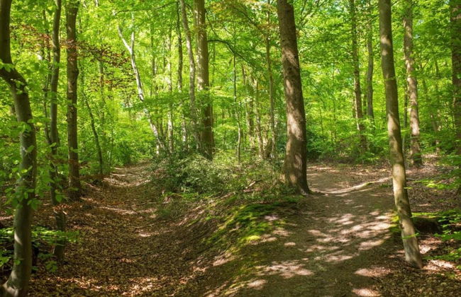 Holiday Home in Ferrieres With Garden - Photo 27