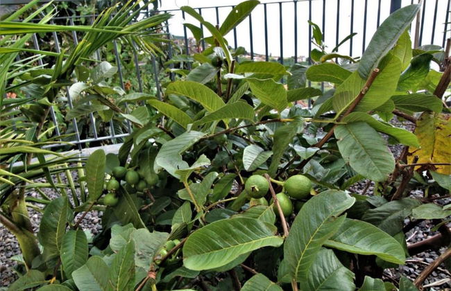 Farious Villa - Photo 30