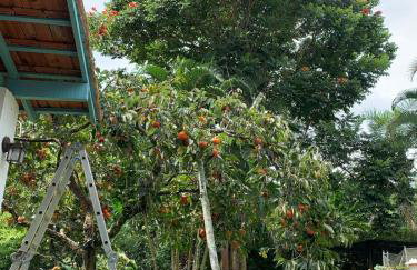 Sítio Espatódea - Foto 60