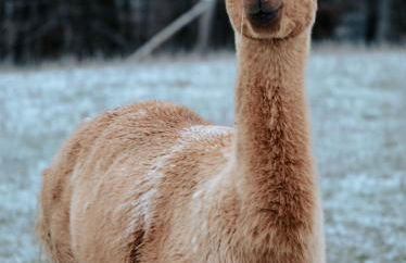 Blockhaus am Edersee - Foto 28