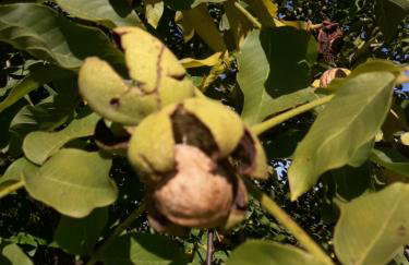 Dom na Warmii -Siedlisko Jabłonka - Foto 61