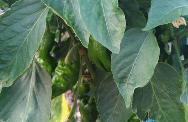 Casa Lorena - Foto 48