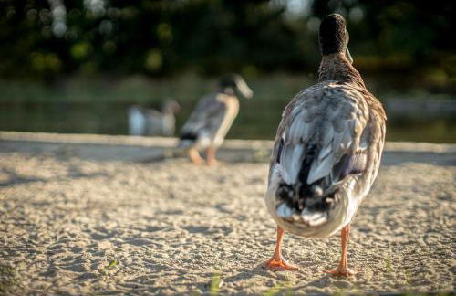 Glamping im beheizten Campingfass auf Leo's Farm - Foto 19