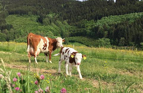 Felsenhof Simonswald - Foto 16