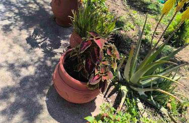 Araucaria studio Manis - Foto 24