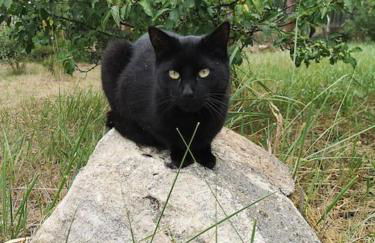 Gästesuite am Waldrand, Ausstieg auf Zeit - Foto 17
