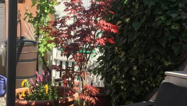 Pension Doreen Nieswand - Foto 5, Garden