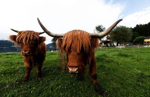 Hölzlhof - Photo 33