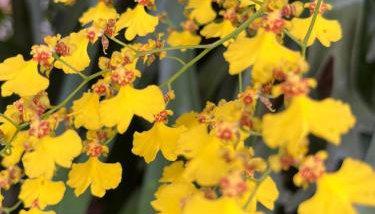 Jardim Secreto - Itaipava - Foto 5, Garden