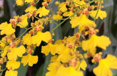 Jardim Secreto - Itaipava - Foto 5