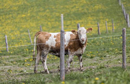 Ferienwohnung Gitschbergblick - Foto 16