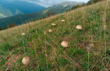 Degli Alessandri house - Foto 44