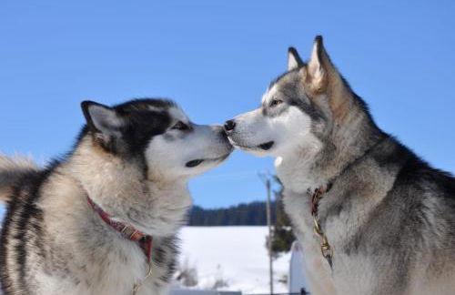 LA PRADELLA BOLQUERE Pyrénéés 2000 - Foto 18