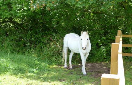 3 Bed in Pembroke oc-bow018 - Foto 50