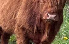 Ben Nevis Manor Lodge & Indoor Private Hot-Tub - Photo 9