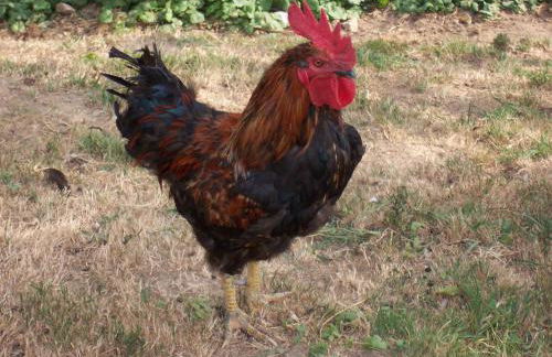 Schnurrenhof - Foto 22