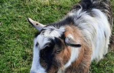 Blashford Manor Farmhouse Holiday Cottage - The Shire Cottage - Foto 9