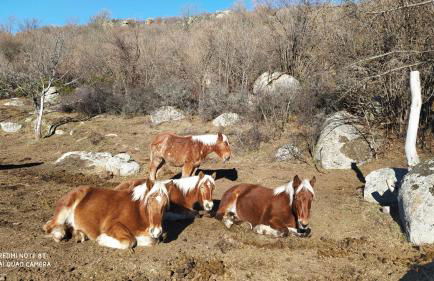 Ferme Can Llull - Foto 15