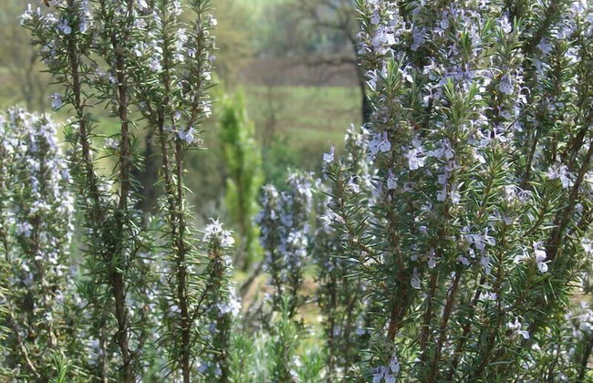 Agriturismo Terrasabina - Foto 44