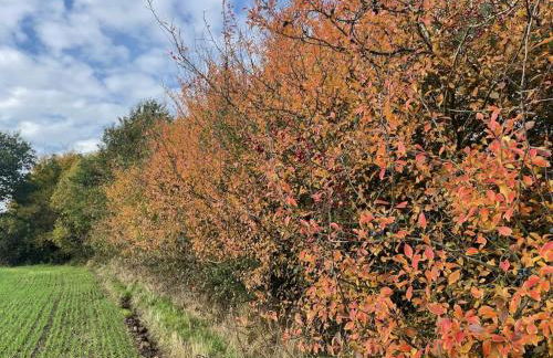 Holiday home "Treehouse" - Foto 10