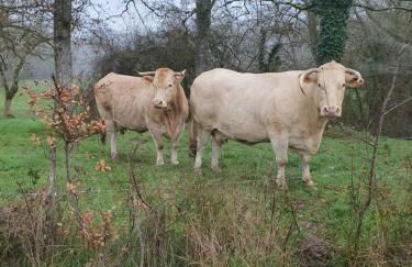 gite la bergerie - Foto 29