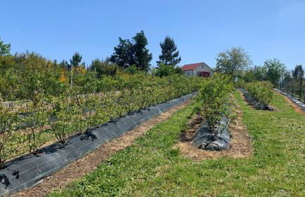 Quinta Vale Salgueiro - Foto 27