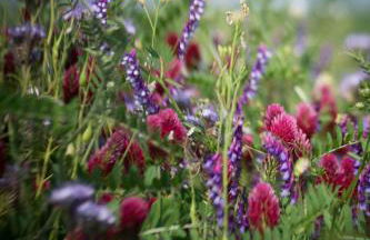 Jacks Cottage - Foto 35