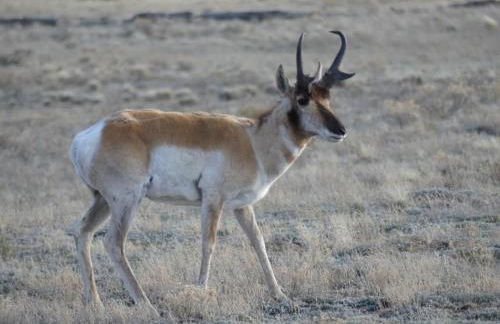 Amazing 3200Sq ft Upgrade Log Cbn GameRoom HotTub - Foto 41