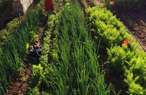 Żurawisko - Domki wśród natury - Foto 26