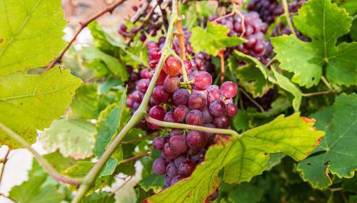 Gîte 4 chambres avec piscine couverte et jardin proche des châteaux de la Loire - FR-1-491-370 - Foto 4