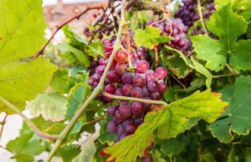 Gîte 4 chambres avec piscine couverte et jardin proche des châteaux de la Loire - FR-1-491-370 - Foto 4