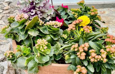 Apartments Curnić - Photo 46