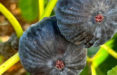Trulli delle succulente - Foto 10
