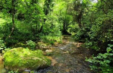 Clède lovée dans la forêt, sauna & bain nordique - Foto 20