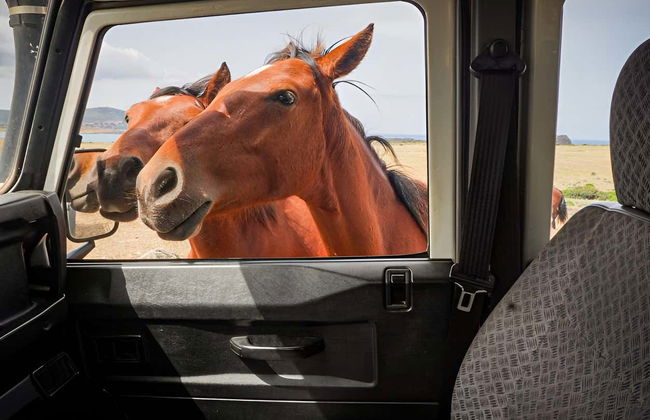 Asinara National Park Day Trip - Photo 8