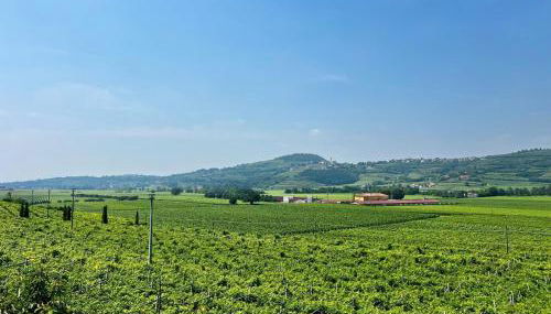 Bio Agriturismo Falezze - Foto 3