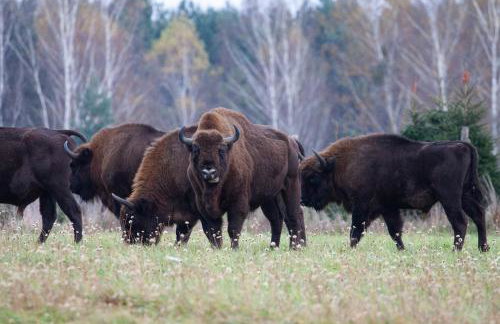 TATANKA Dom w Puszczy & SPA na Polanie - Foto 40