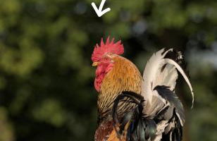 Moorparadies FRI-Südliches Friesland - Foto 23