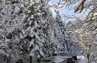 Anthemion - Photo 22