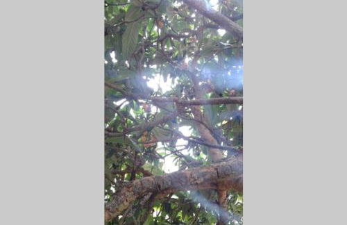 Palheirinho - Foto 25