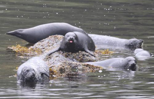 Salmon Return and Wildlife Roam Ketchikan Getaway! - Foto 33