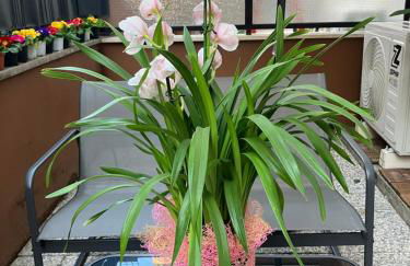 Le Rondini in giardino - Foto 28