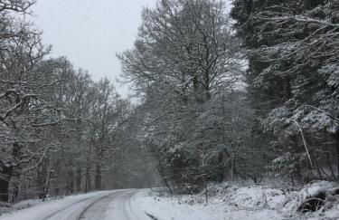 Pomegranate - Foto 9