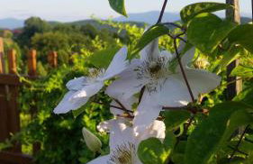 Domus Antiqua - Foto 32