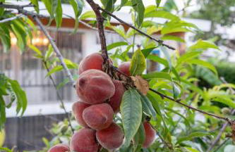 2br Pet-Friendly Oceanside Home - Foto 36